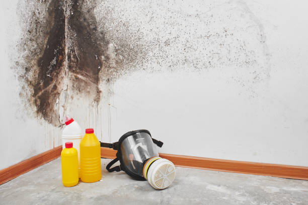 Best Biohazard Mold Removal  in Pembroke Pines, FL